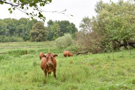 Cows Volyn meat, limousine, abordin.Rural composition. Cows grazing in the meadow. A series of photographs of a black and red cow are grazed.Summer landscape with cows. Calves eat grass.Farmの写真素材