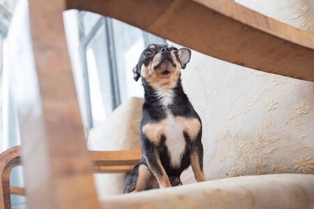 chihuahua - little dog.Chihuahua in a chair. hihuahua dog pet tri-color black-brown-white.A cute dog in a retro armchair is waiting for his master. Dog is sitting on a beige armchair or sofa.Chihuahuaの写真素材