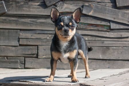 Chihuahua is sitting on the bench. Pretty brown chihuahua dog standing and facing the camera. chihuahua has a cheeky look. The dog walks in the park. Black-brown-white color of chihuahua.Chihuahua dogの写真素材