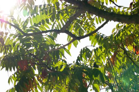 Green leaves on a sunny day early autumn. Green leaves on against the sky, The rays of the sun break...