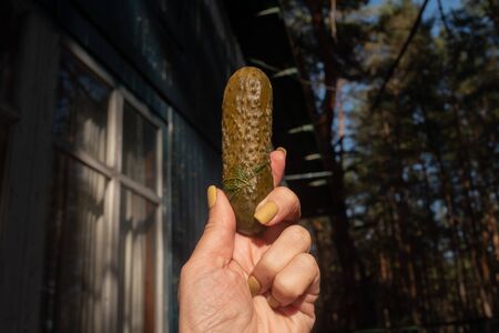 pickled cucumbers. Salted cucumber on the background of the forest. A female hand with a beautiful...
