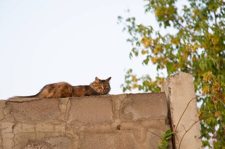 Close-up of a ginger cat lying at a concrete fence. The cat lies on the fence. A cat is resting near his house against the sky on a gray fence. Nature summer or autumn. Beautiful domestic cat.の写真素材