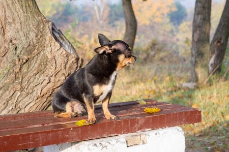 Chihuahua is sitting on the bench. Pretty brown chihuahua dog standing and facing the camera. chihuahua has a cheeky look. The dog walks in the park. Black-brown-white color of chihuahua in the fallの写真素材