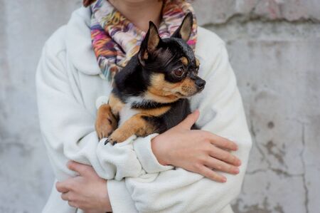 little Chihuahua sits quietly on the arms of his lovely owners beautiful teen girl and Chihuahua. chihuahua in the arms of a girl.girl with a chihuahua dog in black and brown and white in autumnの写真素材