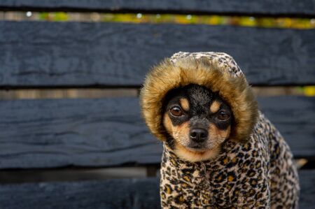 Chihuahua is sitting on the bench.chihuahua dog in clothes standing and facing the camera. chihuahua has a cheeky look. The dog walks in the park. Black-brown-white color of chihuahua in the fallの写真素材
