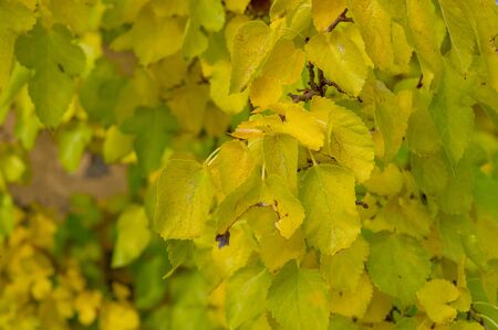 Green leaves on a sunny day early autumn. Green leaves on against the sky, Autumn theme. Fall again. Yellow-green foliage on trees in September. Background for designers autumn colors. Park and autumnの写真素材