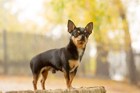 Chihuahua is sitting on the bench. Pretty brown chihuahua dog standing and facing the camera. chihuahua has a cheeky look. The dog walks in the park. Black-brown-white color of chihuahua in the fallの写真素材