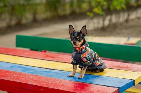 Chihuahua is sitting on the bench. Pretty brown chihuahua dog standing and facing the camera. chihuahua has a cheeky look. The dog walks in the park. Black-brown-white color of chihuahua in the fallの写真素材