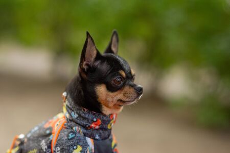 Chihuahua is sitting on the bench. Pretty brown chihuahua dog standing and facing the camera. chihuahua has a cheeky look. The dog walks in the park. Black-brown-white color of chihuahua in the fallの写真素材