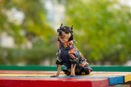 Chihuahua is sitting on the bench. Pretty brown chihuahua dog standing and facing the camera. chihuahua has a cheeky look. The dog walks in the park. Black-brown-white color of chihuahua in the fallの写真素材
