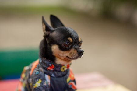 Chihuahua is sitting on the bench. Pretty brown chihuahua dog standing and facing the camera. chihuahua has a cheeky look. The dog walks in the park. Black-brown-white color of chihuahua in the fallの写真素材