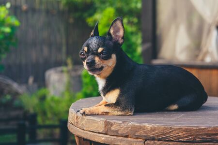 Chihuahua is sitting on the bench. Pretty brown chihuahua dog standing and facing the camera. chihuahua has a cheeky look. The dog walks in the park. Black-brown-white color of chihuahua. dogの写真素材