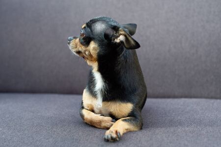 chihuahua sitting on grey sofa. Chihuahua dog on a gray sofa. Pet at home resting on the couch. A series of photos with a Chihuahua dog in black, brown and white. Brutal cute dogの写真素材