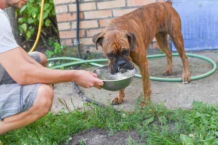 Summer outdoors portrait of Geman boxer dog on hot sunny day. Brown tiger with brindle colored boxer. Boxer is a faithful and balanced dog. Very used to the owners and loves children. Pet dogの写真素材