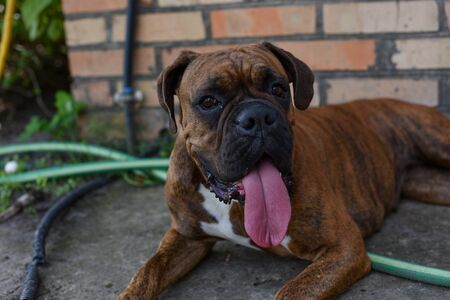 Summer outdoors portrait of Geman boxer dog on hot sunny day. Brown tiger with brindle colored...
