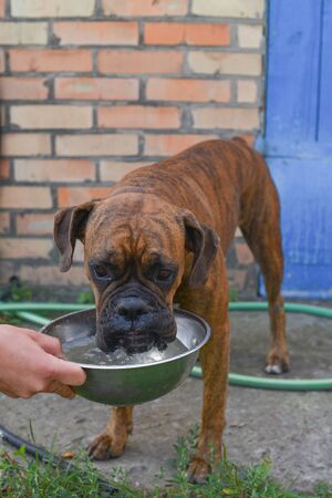 Summer outdoors portrait of Geman boxer dog on hot sunny day. Brown tiger with brindle colored boxer. Boxer is a faithful and balanced dog. Very used to the owners and loves children. Pet dogの写真素材