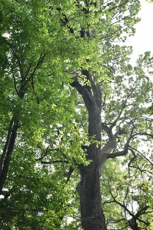 The trunk and branches of an old oak tree viewed from below. Crown of an old oak. Very old oak...