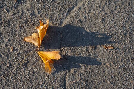 Above view of two maple yellow fallen leaves on soil in hoarfrost. Autumn background concept, top...