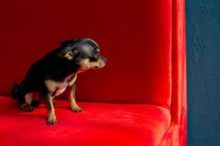 Chihuahua on the sofa. chihuahua dog on a red sofa. The pet lies on the sofa in the daylight from the window. Black-brown-white chihuahua dog resting in the Kremlin or on the sofa at home. chihuahuaの写真素材