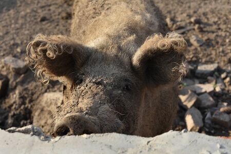 Happy pig rolling in mud.Mangalitsa The Woolly Sheep-Pig, healthy environment and organic food production.Domestic pigs feeding in mud.Mangalitsa in sand.Free-range, outdoors, they have a decent lifeの写真素材