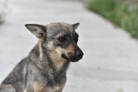 Cute dog looking at owner asking for food, friendly puppy lying in the grass, animal adoption...