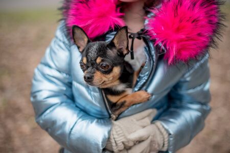 A little chihuahua is laying in the arms of his owner. School child in winter clothes on the street. Beige hat. Girl 9 years old. Chihuahua dog in his arms. Chihuahua black brown whiteの写真素材