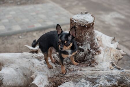 Dog walks in the Park in winter. chihuahua on a walk in winter. Pet dog Chihuahua walks on the street. dog for a walk. Chihuahua black, brown and white. Dog walks in the garden or in the parkの写真素材