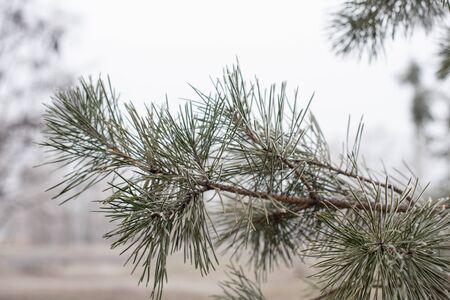Christmas evergreen spruce tree with frost on white, holiday background. Pine branch on hoarfrost....