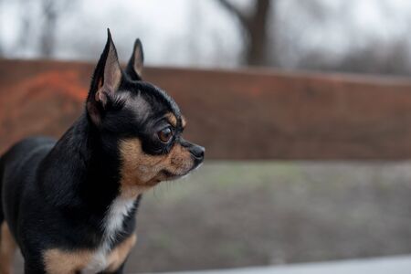 Dog walks in the Park in winter. chihuahua on a walk in winter. Pet dog Chihuahua walks on the street. dog for a walk. Chihuahua black, brown and white. Dog walks in the garden or in the parkの写真素材