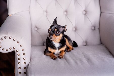 Mini black beige white chihuahua on grey sofa. black brown white chihuahua. A pet is sitting at home on the couch. Mini Chihuahua breed in an armchair or sofa. Well-groomed thoroughbred dogの写真素材