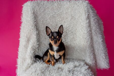 chihuahua - little dog.Chihuahua in a chair. dog pet tri-color black-brown-white. A cute dog in a armchair is waiting for his master. Dog is sitting on a beige armchair or sofa. Dog on a pink backgroundの写真素材