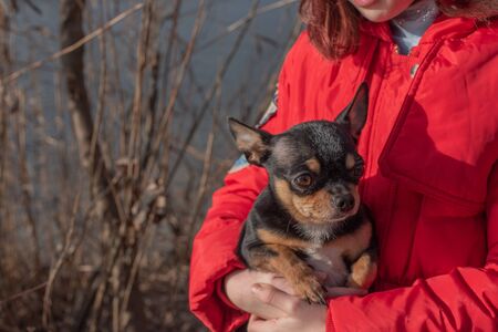 Small chihuahua dog is heated under the mistress's jacket. Closeup shot. Girl in a winter jacket and chihuahua. Girl 9 years old in a winter jacket on a background of a river with a dog. A petの写真素材