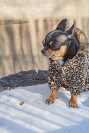small dog jacket cold in the winter. Chihuahua in winter clothes on a background of snow. Chihuahua. Dog on a walk in the winter. A lot of snow and a dog. Eco fur coat for dogs. Black brown white dogの写真素材