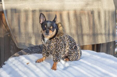 small dog jacket cold in the winter. Chihuahua in winter clothes on a background of snow. Chihuahua. Dog on a walk in the winter. A lot of snow and a dog. Eco fur coat for dogs. Black brown white dogの写真素材