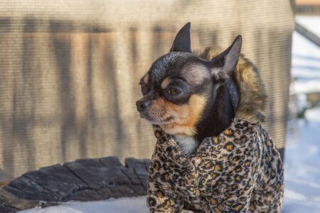 small dog jacket cold in the winter. Chihuahua in winter clothes on a background of snow. Chihuahua. Dog on a walk in the winter. A lot of snow and a dog. Eco fur coat for dogs. Black brown white dogの写真素材