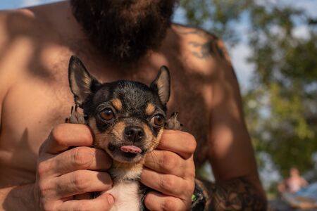 Man and chihuahua. A bearded man hugs a small dog breed Chihuahua. Chihuahua black and brown and white.Brutal.A man is resting in nature in sunny weather with his pet. Man on a background of clear skyの写真素材