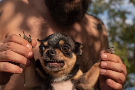 Man and chihuahua. A bearded man hugs a small dog breed Chihuahua. Chihuahua black and brown and white.Brutal.A man is resting in nature in sunny weather with his pet. Man on a background of clear skyの写真素材