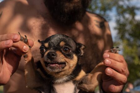 Man and chihuahua. A bearded man hugs a small dog breed Chihuahua. Chihuahua black and brown and...