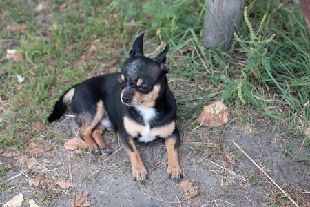 Chihuahua is sitting on the bench. Pretty brown chihuahua dog standing and facing the camera.chihuahua has a cheeky look. The dog walks in the park. Black-brown-white color of chihuahua.Fall or summerの写真素材