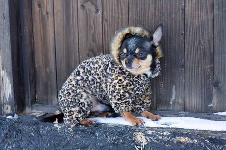 small dog jacket cold in the winter. Chihuahua in winter clothes on a background of snow. Chihuahua. Dog on a walk in the winter. A lot of snow and a dog. Eco fur coat for dogs. Black brown white dogの写真素材