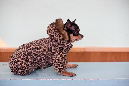funny chihuahua dog in clothes with a hood. Chihuahua in clothing indoors.