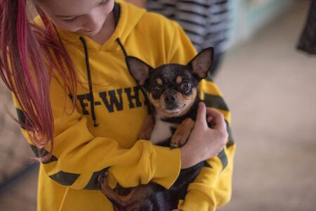 Little girl with a chihuahua. Girl holding chihuahua. Girl with her pet in her arms. Chihuahua in black brown white color. Children love their animals. Girl and chihuahua. Children love their animalsの写真素材