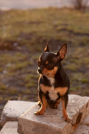 funny chihuahua. Chihuahua in spring at sunset on the street. Early spring sunset, March, nature, dog, pet, walk. Pet Black Brown White Chihuahuaの写真素材