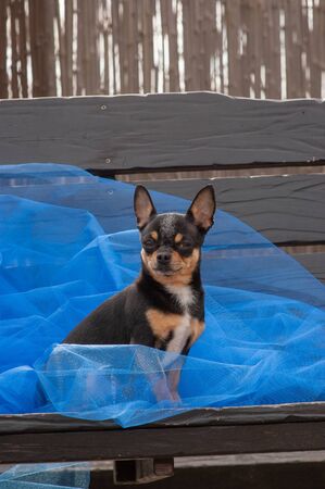 chihuahua dog standing on the blue cloth. chihuahua on blue cloth. chihuahua black-brown-white color on a blue fabric in daylight. Short-haired mini chihuahua. Trendy Pantonie Colorの写真素材
