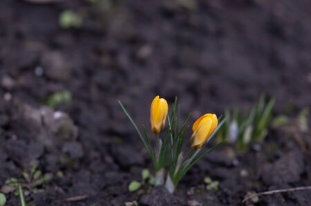 Dutch yellow crocus closeup. Primroses flowering crocus. Crocus on the ground. Spring, first flowers, crocuses, yellow spring flowers. Hooray spring. Spring has come, Marchの写真素材
