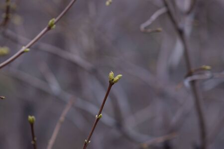 Buds on tree branches in March. Tree branch with buds background, spring. image spring tree branch...