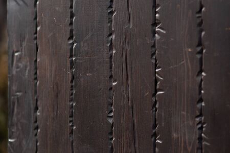 bark of tree texture. Wood bark texture. Part of a tree in daylight. The invoice for designers. Tree...