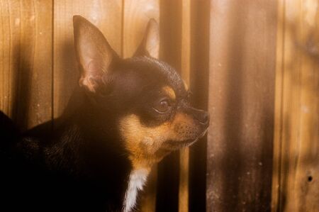 Pet dog walks on the street. Chihuahua dog for a walk. Chihuahua black, brown and white. Cute puppy on a walk. Dog in the garden or in the park Well groomed dog Chihuahua mini smooth hairedの写真素材