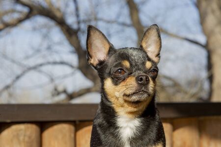 Pet dog walks on the street. Chihuahua dog for a walk. Chihuahua black, brown and white. Cute puppy on a walk. Dog in the garden or in the park Well groomed dog Chihuahua mini smooth hairedの写真素材