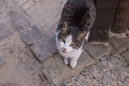 A white spotted street cat sits on a fence. Cat, walk, street, spring. Spring in cats. sunny...